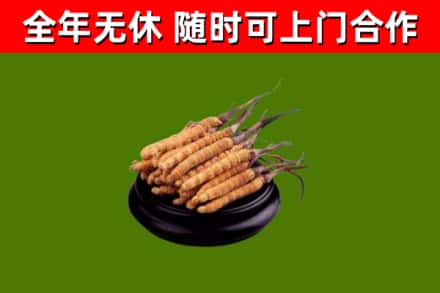 济阳烟酒回收冬虫夏草.jpg
